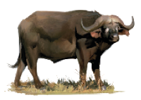 Imagem:  Búfalo, Bufalinos: criados para a produção de carne, leite e couro.  Fim da imagem.