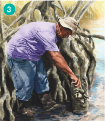 Imagem: Ilustração. Um homem de calça jeans, botas de borracha, camiseta roxa e chapéu. Ele está abai-xado com a mão na raiz de uma árvore.   Fim da imagem.
