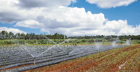 Imagem: Fotografia. Uma irrigação feita por esguichos de água em uma plantação.  Fim da imagem.