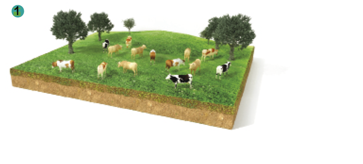Imagem: Ilustração. Sequência de imagens de pastos. 1: uma área gramada com gado espalhado entre árvores. 2: uma área com algumas cercas e o gado espalhado. 3: uma pequena área cercada com telhado e o gado dentro.  Fim da imagem.