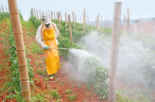 Imagem: Fotografia. Um homem de camiseta branca, avental amarelo e boné esguichando um líquido em uma plantação.  Fim da imagem.
