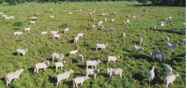 Imagem: Fotografia. Um campo gramado com bois brancos espalhados. Fim da imagem.