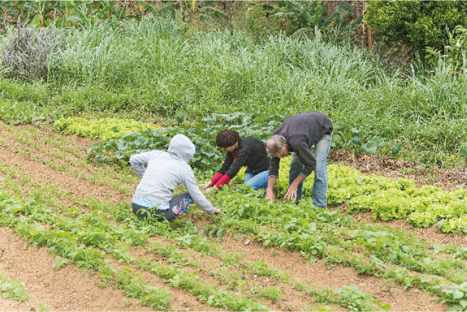 Imagem: Fotografia. Três pessoas abaixadas em uma plantação. Uma usa calça jeans e moletom branco. Uma usa calça jeans e camiseta azul. Uma usa calça jeans e camiseta preta.  Fim da imagem.