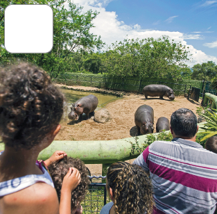 Imagem: Fotografia. Destaque de um pequeno grupo de pessoas, dentre elas, três crianças, que observa hipopótamos dentro de uma área cercada. Fim da imagem.