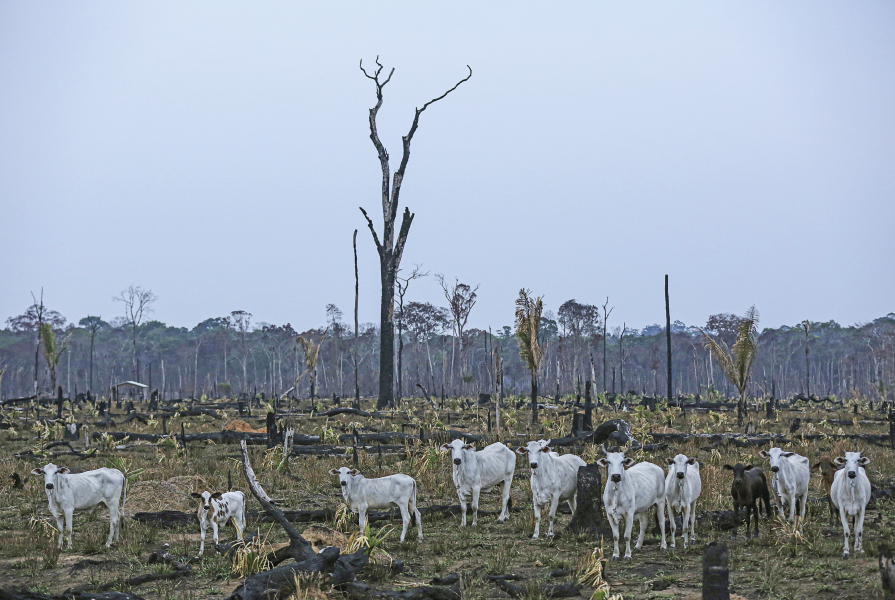 Imagem: Fotografia. Gado espalhado em uma vasta área desmatada, com muitos troncos caídos queimados e relva seca. No horizonte, árvores.  Fim da imagem.