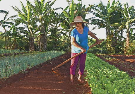 Imagem: Fotografia. Uma mulher de camiseta, calça e chapéu largo está descalça na terra entre pequenas plantações de hortaliça. Ela olha para o solo e segura uma pá. Ao fundo, bananeiras.  Fim da imagem.