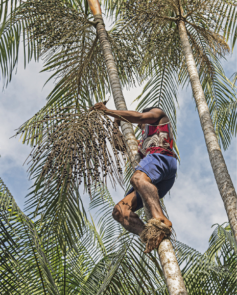 Imagem: Fotografia. Um homem de bermuda, camiseta regata e descalço está trepado em uma árvore de tronco fino e longo enquanto coleta ramos de sua copa.  Fim da imagem.