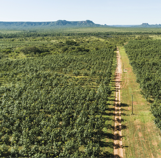 Imagem: Fotografia. Vista aérea de uma região que apresenta vasta plantação de árvores acompanhada ao centro por uma extensa via de terra e acostamento gramado.  Fim da imagem.