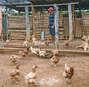 Imagem: Fotografia. Um homem de bermuda, camiseta e boné está de pé parado em um espaçoso galinheiro onde estão muitas aves espalhadas.   Fim da imagem.