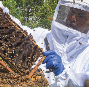 Imagem: Fotografia. Um homem uniformizado com corpo totalmente coberto com uma transparência na região dos olhos e luvas manipula uma estrutura com mutas abelhas.  Fim da imagem.