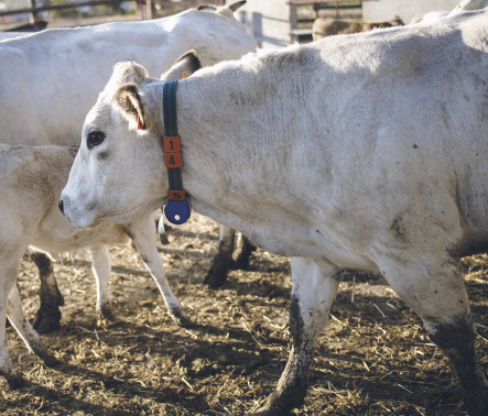 Imagem: Fotografia. Destaque de uma vaca com um colar com numeração 14 e dispositivo eletrônico no pescoço. Fim da imagem.