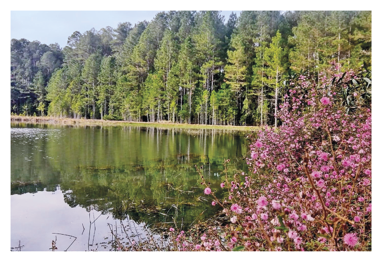Imagem: Fotografia. Paisagem composta por um grande arbusto de flores rosas e pinheiros que margeiam um extenso rio.  Fim da imagem.