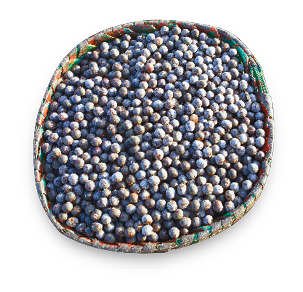 Imagem: Fotografia. Punhado de sementes pequenas, redondas e de cor escura em uma peneira. Fim da imagem.