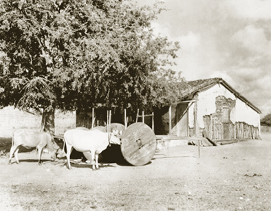 Imagem: Fotografia em preto e branco. Área com chão de terra e pequena casa à frente da qual há um carro de boi com rodas de madeira e uma árvore com copa volumosa.  Fim da imagem.