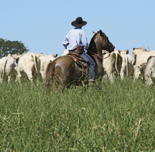 Imagem: Fotografia. Um homem de camisa, calça e chapéu montado a cavalo acompanhada o gado no pasto.  Fim da imagem.