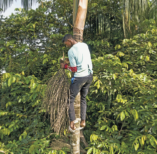 Imagem: Fotografia. Um homem descalço com calça, camiseta e chinelo coleta fruto trepado no caule de uma árvore.   Fim da imagem.