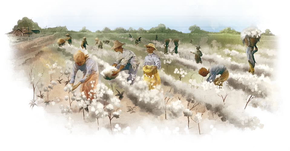 Imagem: Ilustração. Em meio a uma extensa plantação de algodão, os trabalhadores rurais fazem a colheita e armazenam em cestos.    Fim da imagem.