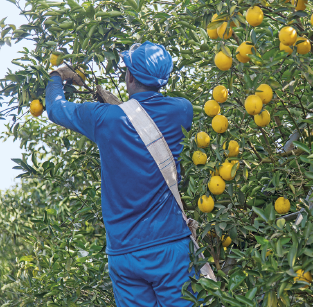 Imagem: Fotografia. Um homem uniformizado com roupa azul e capacete colhe laranjas do pé.   Fim da imagem.