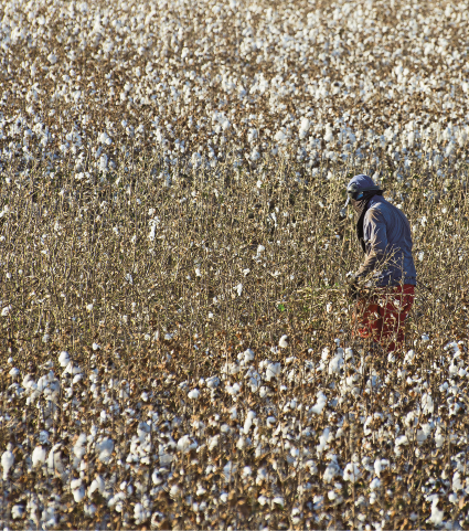 Imagem: Fotografia. Uma mulher com roupas largas e lenço na cabeça está em meio a uma plantação de algodão.  Fim da imagem.