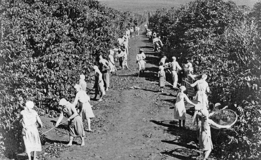 Imagem: Fotografia em preto e branco. Plano aberto do destaque de uma extensa lavoura na qual há um amplo corredor ao centro onde estão trabalhadores lavradores e colhedores. As mulheres usam vestido longo com manga comprida e lenço no cabeço e os homens usam calça e camisa. Alguns manipulam objetos, como peneira e rastelo.  Fim da imagem.