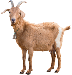 Imagem: Fotografia. Uma cabra que apresenta pelagem fina marrom-claro e chifres curtos e curvos para trás da cabeça. Fim da imagem.
