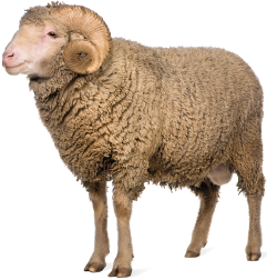 Imagem: Fotografia. Um carneiro de pelagem bege e chifres curvos. Fim da imagem.