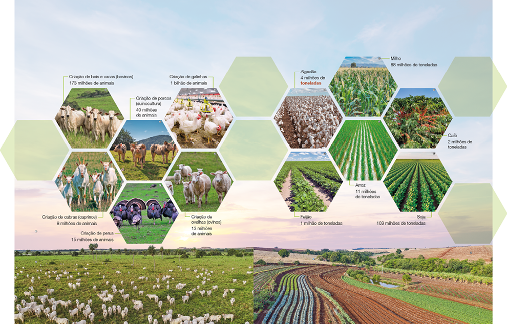 Imagem: Infográfico. Apresenta um conjunto de fotografias com moldura hexagonal com informação em texto.  Fotografia. Gado no pasto.  Criação de bois e vacas (bovinos) 173 milhões de animais. Fotografia. Rebanho de cabras no pasto. Criação de cabras (caprinos) 8 milhões de animais. Fotografia. Vara no pasto. Criação de porcos (suinocultura) 40 milhões de animais. Fotografia. Banco de urubus pousados em uma área verde. Criação de perus 15 milhões de animais. Fotografia. Bando de galinhas dentro de um criadouro fechado. Criação de galinhas 1 bilhão de animais. Fotografia. Rebanho de ovelhas no pasto. Criação de ovelhas (ovinos) 13 milhões de animais. Fotografia. Destaque de uma plantação de algodão. Algodão 4 milhões de toneladas. Fotografia. Destaque de uma plantação de feijão. Feijão 1 milhão de toneladas. Fotografia. Destaque de uma plantação de milho. Milho 88 milhões de toneladas. Fotografia. Destaque de uma plantação de arroz. Arroz 11 milhões de toneladas. Fotografia. Destaque de uma plantação de café. Café 2 milhões de toneladas. Fotografia. Destaque de uma plantação de soja. Soja 103 milhões de toneladas. Fotografia. Plano aberto de um pasto onde há muitas cabeças de gado de um lado e plantação de diferentes culturas e um reservatório de água do outro. No horizonte, árvores e o céu. Fim da imagem.