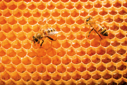 Imagem: Fotografia. Superfície composta com pequenos conjuntos hexagonais vazados e de cor amarelada sobre a qual está pousada duas abelhas.  Fim da imagem.