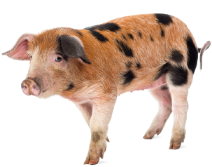 Imagem: Fotografia. Um porco que apresenta pelagem curta rosada e pintas pretas. Fim da imagem.