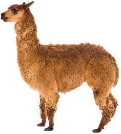 Imagem: Fotografia. Uma alpaca que apresenta pelagem marrom volumosa. Fim da imagem.