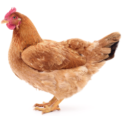 Imagem: Fotografia. Uma galinha de penas marrons. Fim da imagem.
