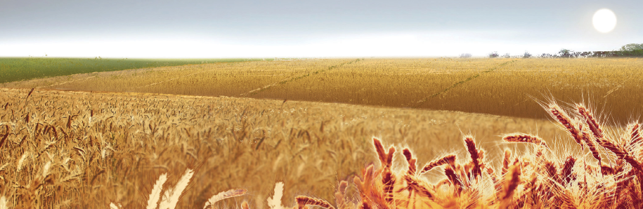 Imagem: Ilustração gráfica. Paisagem composta por extensa plantação de trigo. Tem tons amarelados. Fim da imagem.