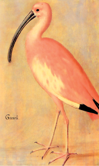 Imagem: Pintura. Uma ave de grande porte, rosada, bico longo grosso e comprido, pernas finas longas e pés finos. Fim da imagem.