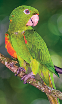 Imagem: Fotografia. Um pequeno pássaro de penas verde com detalhes em vermelho, bico pequeno grosso e afiado, olhos pequenos redondos e pés pequenos. Fim da imagem.