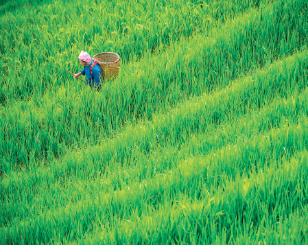 MP52: Imagem: Fotografia. Uma pessoa com lenço, roupa com manga longa e grande cesto nas costas, caminha em meio a uma vasta plantação de arroz. Os ramos têm tom verde. Fim da imagem.