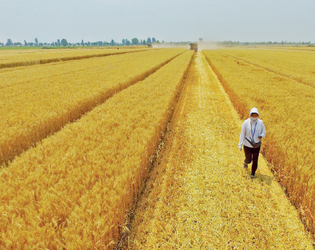 Imagem: Fotografia. Uma pessoa usando calça e blusa com touca, caminha em meio a uma vasta plantação de trigo. Os ramos são amarelados. Fim da imagem.