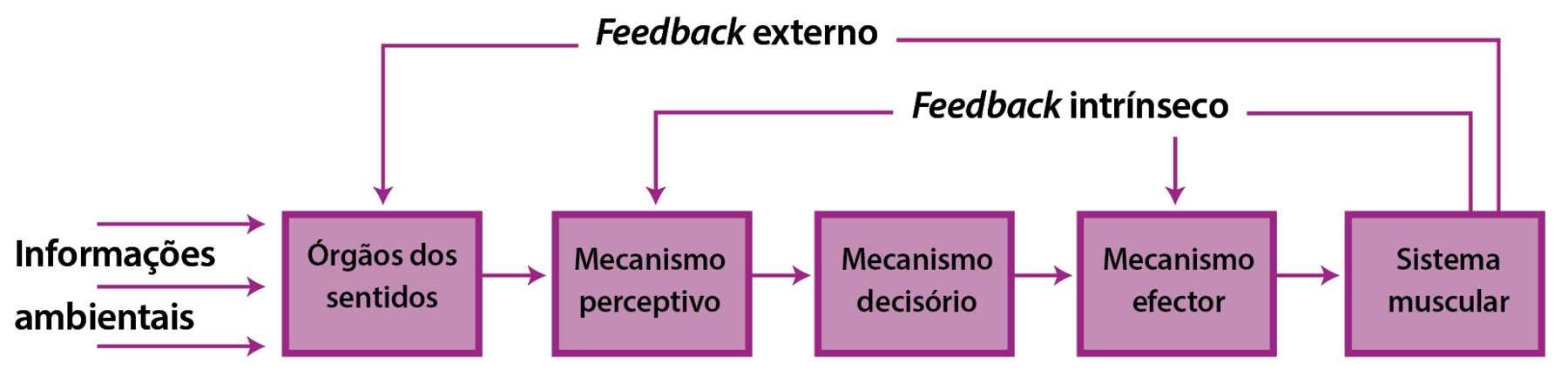 Esquema. Setas apontando para a direita com o texto Informações ambientais.  Cada um dos cinco pequenos boxes a seguir, lado a lado, trazem os textos : Órgãos dos sentidos,  Mecanismo perceptivo, Mecanismo decisório, Mecanismo efector e Sistema muscular. O primeiro boxe aponta  uma seta para o segundo boxe, e assim sucessivamente. O texto Feedback externo aponta uma seta que vai de Sistema muscular para Órgãos dos sentidos. O texto Feedback intrínseco aponta uma seta para Mecanismo efector e outra seta que vai de Sistema muscular para Mecanismo perceptivo .