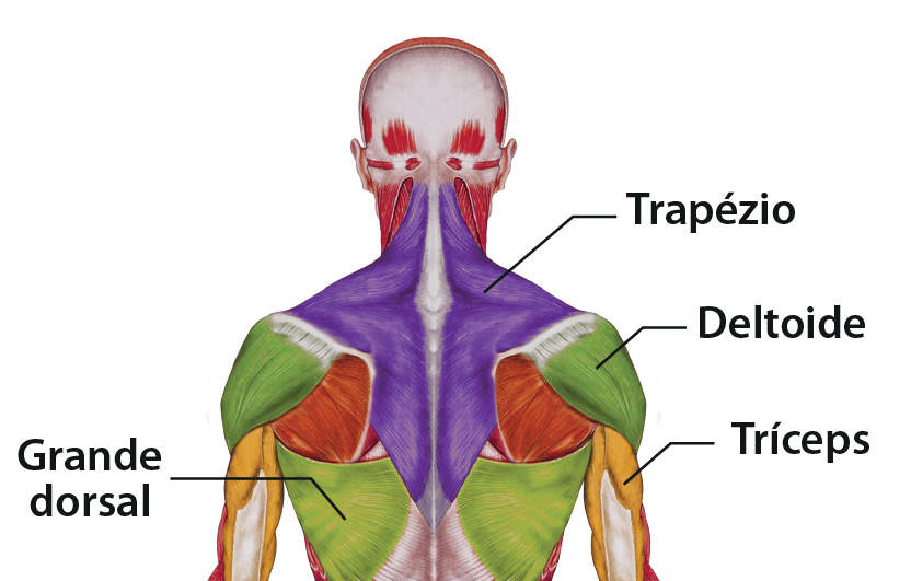 Ilustração. Corpo humano de costas com destaque para os músculos das costas e do tórax. Na parte superior das costas, Trapézio; no ombro, Deltoide; no antebraço, Tríceps; no centro das costas, Grande dorsal.