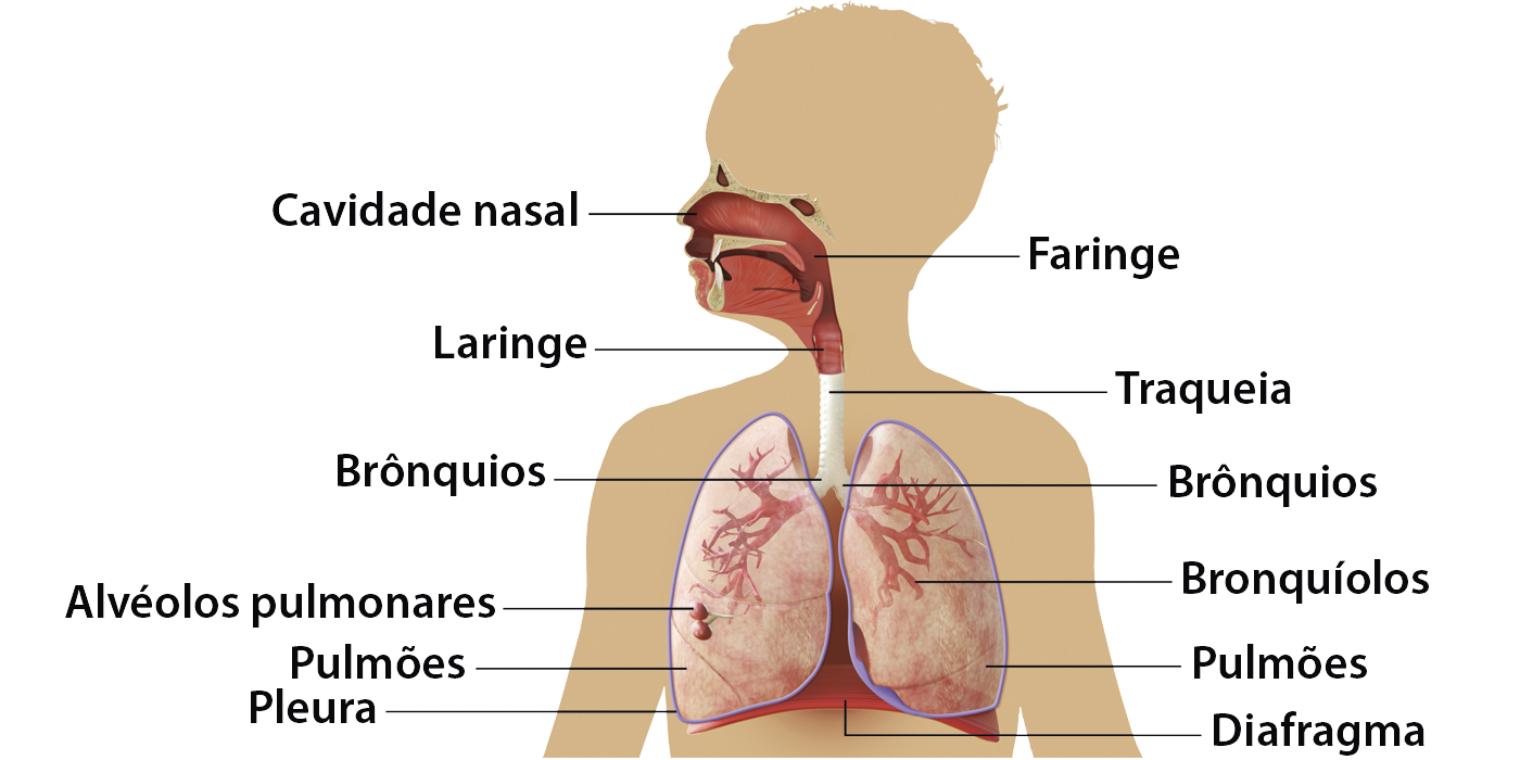 Ilustração. Silhueta humana indicando o sistema respiratório e os órgãos que o compõem:
Cavidade nasal
Faringe
Laringe
Traqueia
Brônquios
Alvéolos pulmonares
Bronquíolos
Pulmões
Pleura
Diafragma