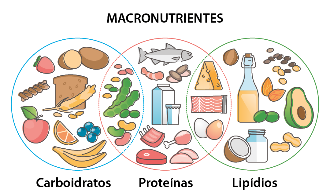 Ilustração. MACRONUTRIENTES. 
Um círculo denominado Carboidratos com figuras de pães, trigo, morango, banana, maçã, laranja, batata e leguminosas . 
Um círculo denominado Proteínas com figuras de leguminosas, carne vermelha, carne suína, carne de frango, leite, peixe, ostras, ovos, queijo, salmão. 
Um círculo denominado Lipídios com ilustrações de queijo, salmão, ovos, abacate, grãos, amendoim, coco, castanhas.