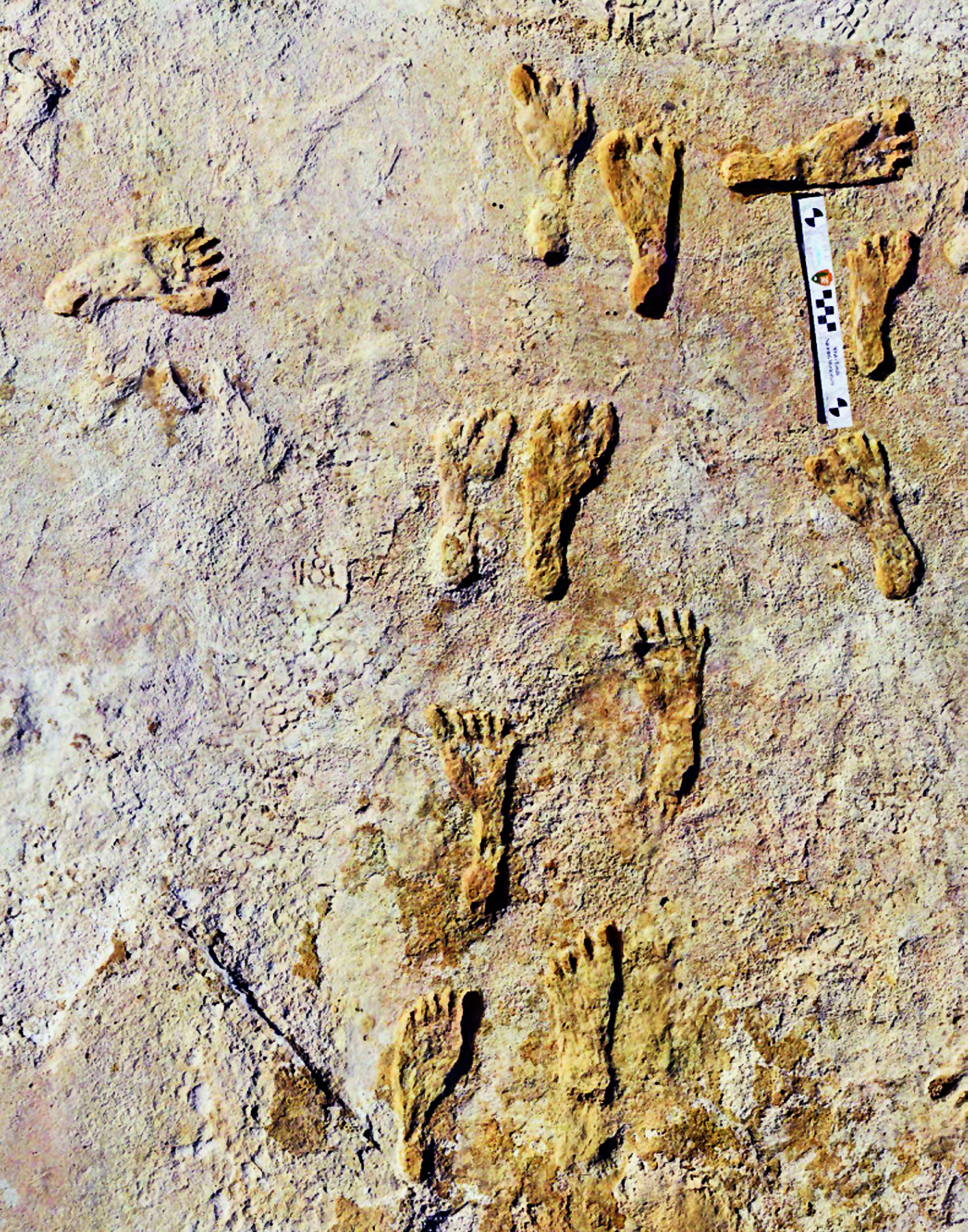 Fotografia. Marcas de pés na superfície de uma rocha clara. Os pés são finos e algumas marcas não têm os cinco dedos.