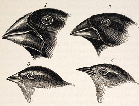 Ilustração em preto e branco. Destaque para a cabeça de quatro pássaros, todos pretos, numerados de um a quatro.
1: Pássaro com a cabeça grande e bico largo. Olhos grandes e redondos.
2: Pássaro com a cabeça menor do que o primeiro, bico mais fino e olhos menores.
3: Pássaro com a cabeça e bico bem pequenos. Olhos redondos.
4: Pássaro com a cabeça pequena e estreita. Bico fino e comprido. Olhos redondos.