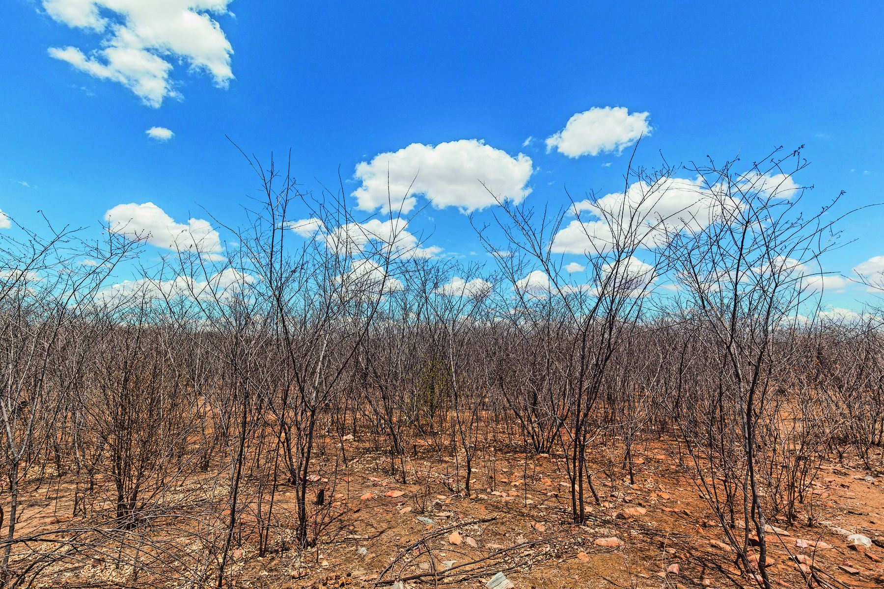 Fotografia. Vegetação seca e baixa, característica do semiárido, sobre solo seco. Ao fundo, céu azul com poucas nuvens.