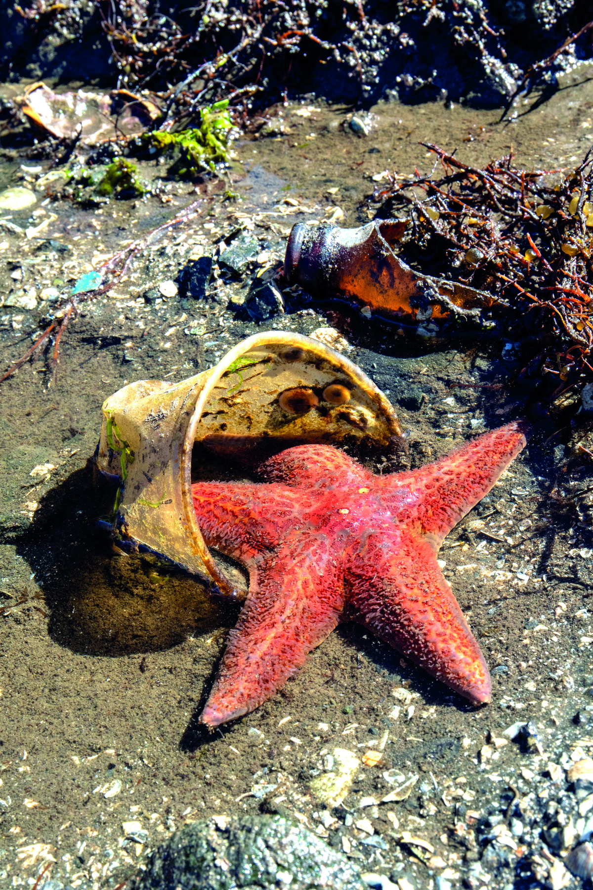 Fotografia. Estrela-do-mar dentro de um copo plástico jogado na praia. Ao lado, outros resíduos.