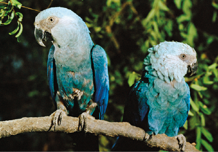 Fotografia. Pousadas em um galho marrom, duas araras em azul-claro, com bico pequeno e olhos em preto. Ao fundo, vegetação de mata.