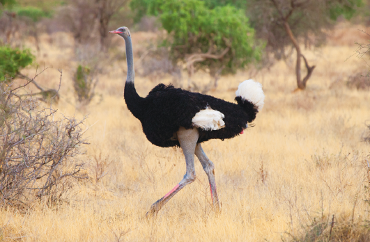 Fotografia. Um avestruz, ave de tamanho médio, pescoço cinza, com penas pretas e brancas no corpo, com duas patas longas. Ele está com o corpo para a esquerda, em local com solo arenoso bege e vegetação com raízes marrons e folhas verdes.