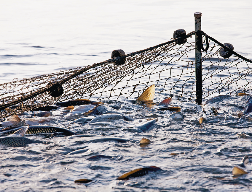 Fotografia. Vista geral de local com água cinza, com rede preta e alguns peixes vistos parcialmente.