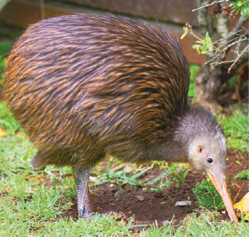 Fotografia. Uma ave de tamanho médio, de penas marrons, com o corpo arredondado e cabeça pequena, de bico fino na cor bege e olhos pequenos pretos. O bico está perto da grama em solo de terra.