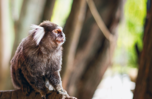 Fotografia. Um macaco pequeno com pelos cinza e pelos pequenos brancos nas orelhas. Ele está com o corpo para a direita, sobre galho marrom.