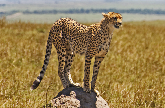 Fotografia. Um guepardo, felino quadrúpede de tamanho médio amarelo e com pequenas manchas pretas pelo corpo, em pé, sobre pedra cinza. Ao fundo, vegetação rasteira amarela